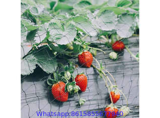 Plastic Anti-Bird Netting for Strawberry