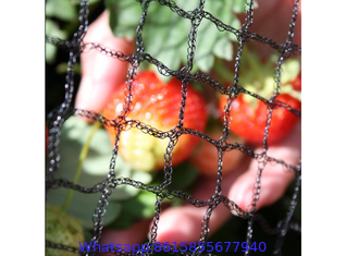 Plastic Anti-Bird Netting for Strawberry