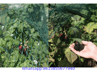 Anti Bird Netting for Gardens