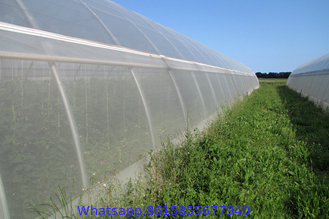 Insect Netting for Vegetable Gardens