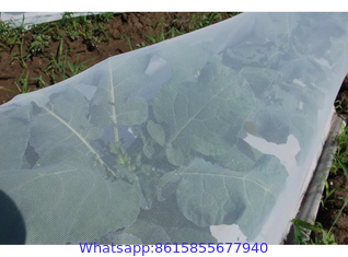 Vegetable Anti-insect Nets for Sale