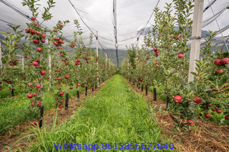 Apple Orchard Anti-Hail Net,Woven Nets to Protect Plants