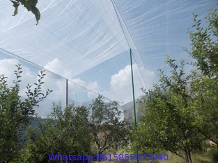 Apple Orchard Anti-Hail Net,Woven Nets to Protect Plants