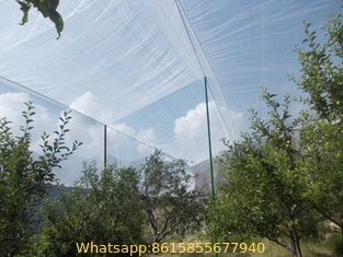 Anti-Hail Net, Woven Nets to Protect Plants
