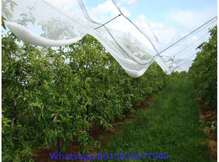 Anti-Hail Net, Woven Nets to Protect Plants