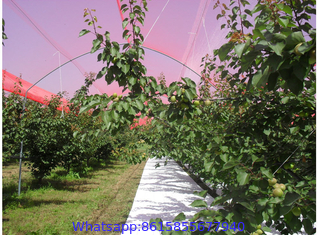 Anti-Hail Net, Woven Nets to Protect Plants