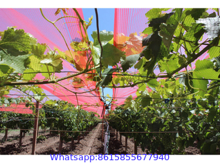 Anti-Hail Net, Woven Nets to Protect Plants