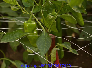 Vegetable Plant Supporting Net