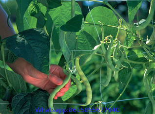 Vegetable Plant Supporting Net