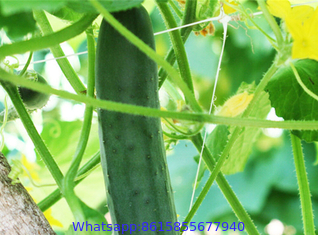 Vegetable Plant Supporting Net