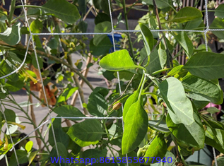 Vegetable Plant Supporting Net