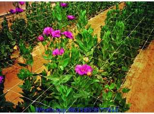 Vine and Veggie Trellis Netting