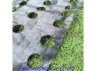 Weed Control Fabric With Planting Holes