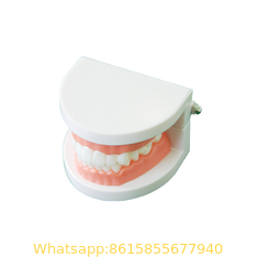 Plastic Dental Model of Tooth Anatomical Model with A 32 Tooth Dental Teaching Model