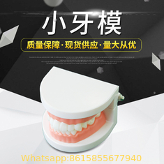 Pvc Medical Nursing Care Baby Dental Tooth Model