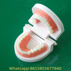 2 times tooth model early childhood education brushing demonstration mandibular teeth detachable teaching brus