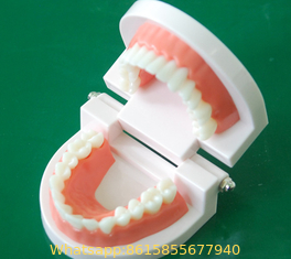 dental tooth brushing model with tongue removed