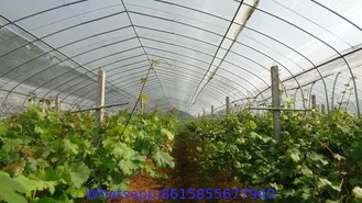 5 years usage insect repellent net/20x10 Anti Aphid Net/Greenhouse/Agriculture insect proof net