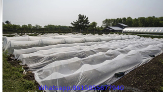 5 years usage 40x25 50x25 mesh anti insect net anti thrips mesh anti aphid net