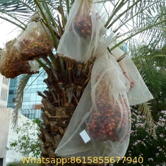 Net bags for date growers to isreal, middle east, USA, mexico