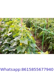 Trellis Netting 48″ x 16′