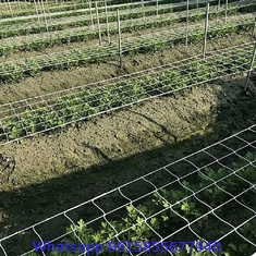 Trellis Netting For Vertical Gardening