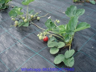 100% virgin PP PE black weed control mat anti-grass ground cover in roll for garden greenhouse