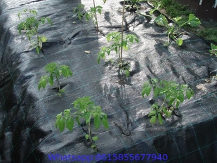 100% virgin PP PE black weed control mat anti-grass ground cover in roll for garden greenhouse