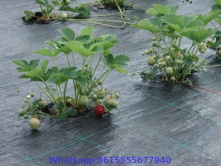 100% virgin PP PE black weed control mat anti-grass ground cover in roll for garden greenhouse