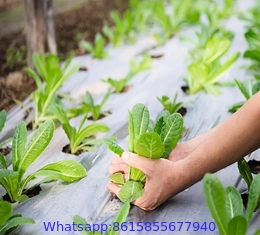 100% virgin PP PE black weed control mat anti-grass ground cover in roll for garden greenhouse