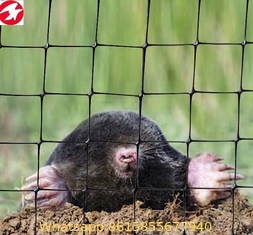 Multi-usage plastic PP extruded anti mole netting to protect your garden