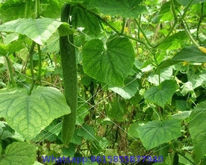 pea and bean trellis netting