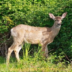 Plastic Deer Fence Netting , Garden Deer Mesh Fencing 1.2 Meters Height