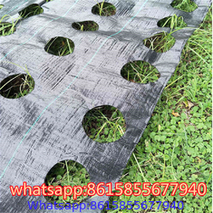 PP Weed Barrier Fabric to Amazon