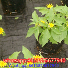 Landscape Fabric - Weed Barrier Cloth supplier in China