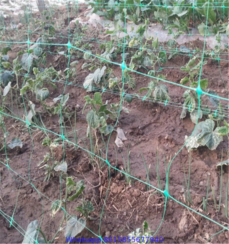 Trellis Plants Climbing Fruit Net Vegetables and Fruits Trellis Support