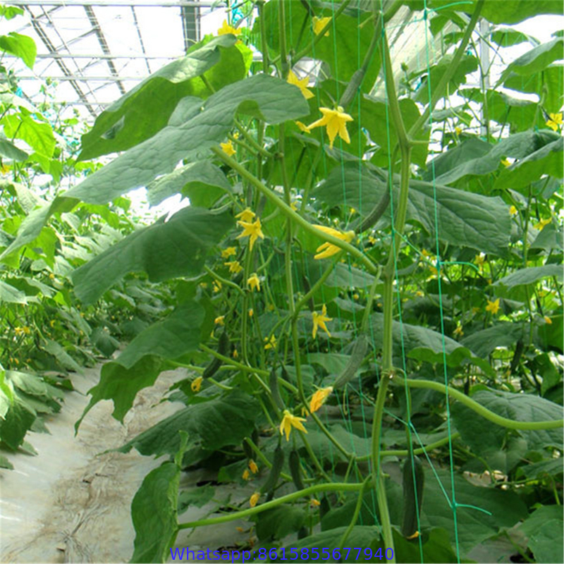 Agricultural Farming Climbing Plant Support Net