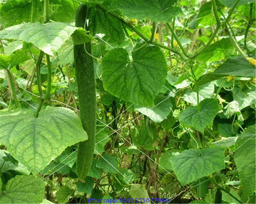 tomato used PE green plastic support net /plant climbing net on hot sale