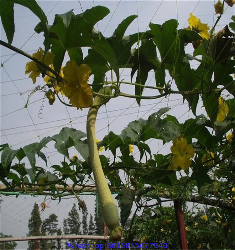 PP orchard plastic plants support trellis net for creeper plants crop