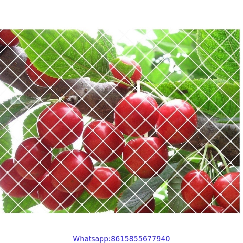 100% Vingin HDPE Knitting Anti-Bird Protection UV Stablised Plastic Net