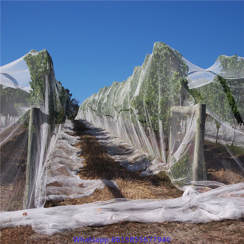 Anti hail net, agricultural protection net,hail nets, export to Yemen