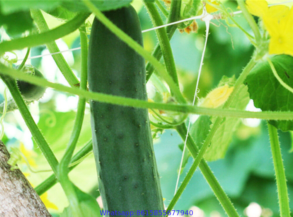 Vegetable Plant Supporting Net