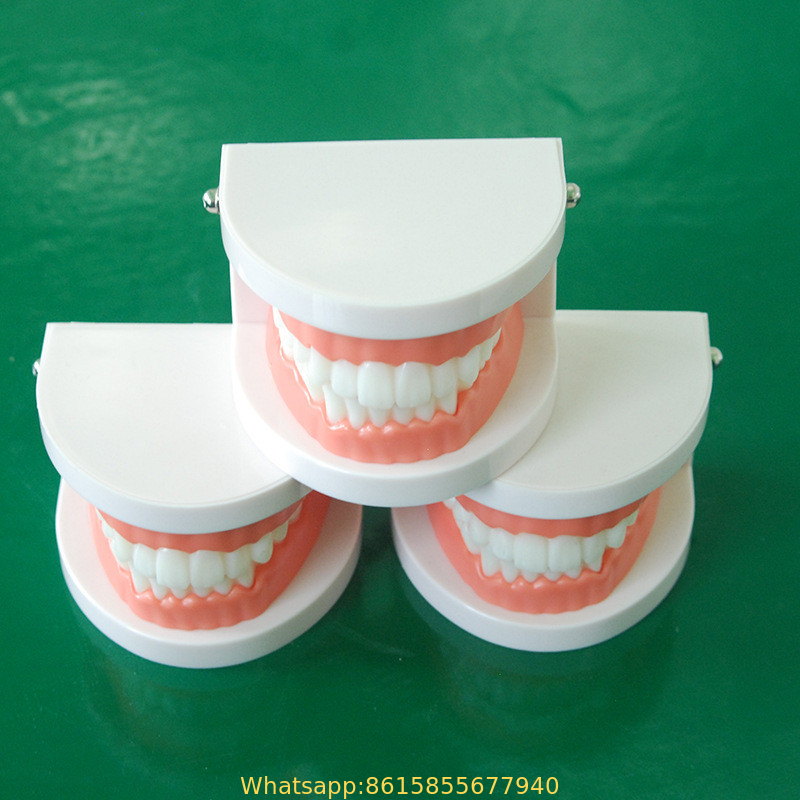 16000844033041/5 Tooth Model Tooth Model Large Tooth Hygiene Brushing Model For Dentist Teaching
