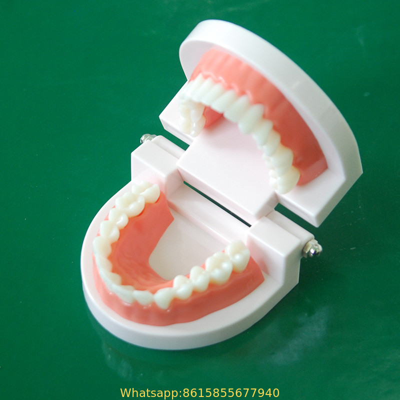human dental practice model /detachable teeth model